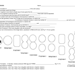 Mitosis and meiosis worksheet pdf