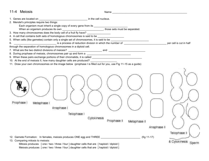 Mitosis and meiosis worksheet pdf