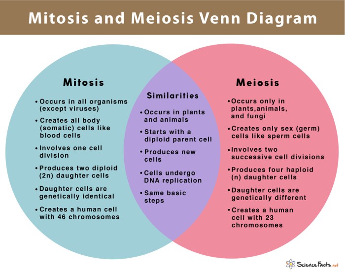 Mitosis and meiosis worksheet pdf