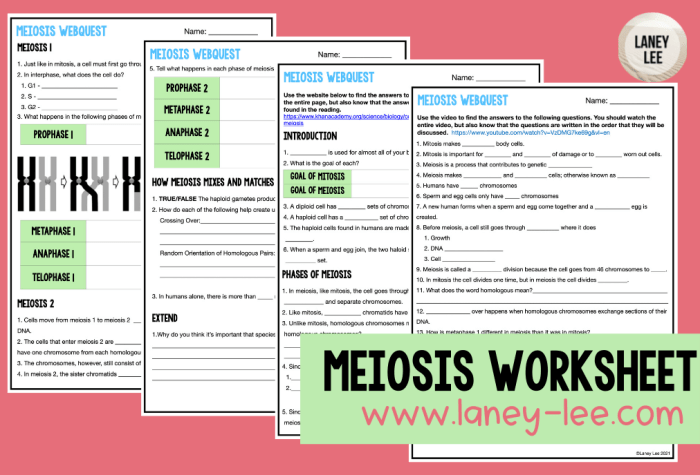 Mitosis and meiosis worksheet pdf