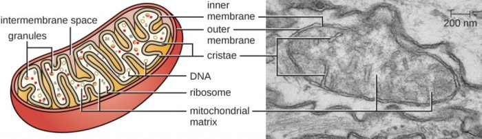 Mitochondria eukaryotic cells biology electron micrograph microscope peroxisomes transmission mitochondrion ribosomes figure inner cell scale membrane bar structure cristae shows