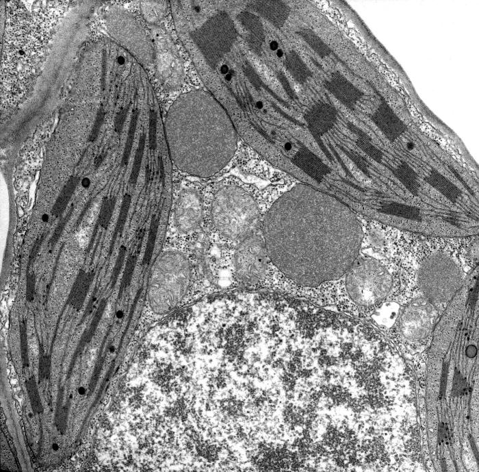 Label the transmission electron micrograph of the mitochondrion