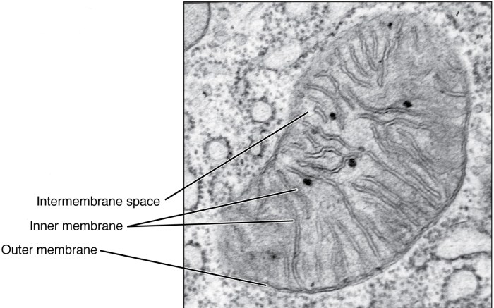 Microscope electron transport microscopy under chain cell mitochondria animal mitochondrial biology ial edexcel choose board