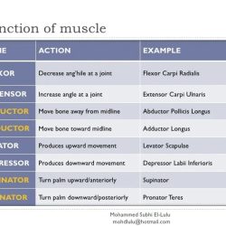 Table 10.1 selected muscle origins insertions and actions